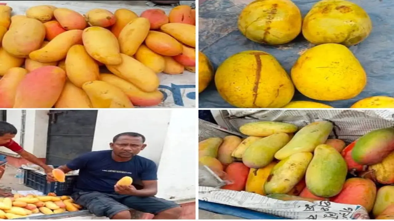 গন্ডাছড়া মহকুমার সুস্বাদু ও রসালো আম এখন ক্রেতাদের পছন্দের তালিকায় শীর্ষে।