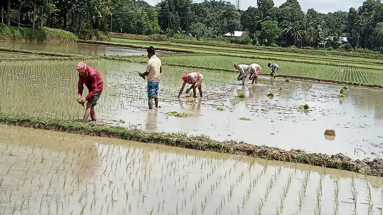 ত্রিপুরার মাঠে অন্নদাতাদের নীরব লড়াই, যা সামনে এল তা ভাবিয়ে তুলছে সবাইকে