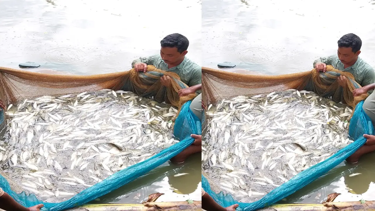 শাসক দলের প্রধানের পুকুরে বিষ ঢেলে দিলো দুষ্কৃতিকারীরা