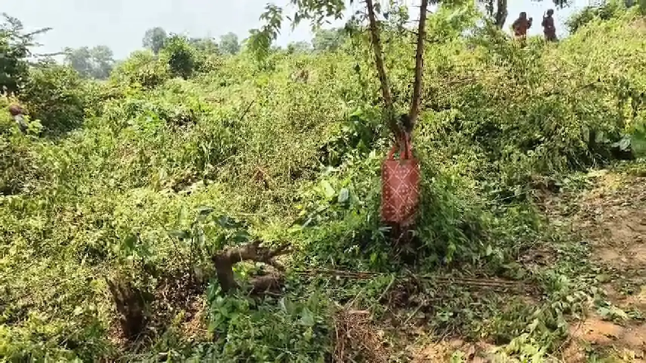 ধলাবিল চা বাগানে বোল্ডোজার চালিয়ে চা গাছ কাটার অভিযোগ প্রতিবাদে কাজ বন্ধ করলেন শ্রমিকরা