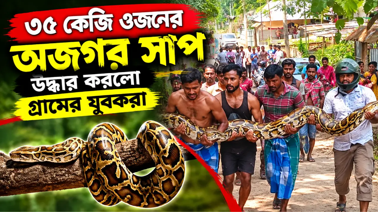 গাছের নীচ থেকে ৩৫ কেজি ওজনের অজগর সাপ উদ্ধার