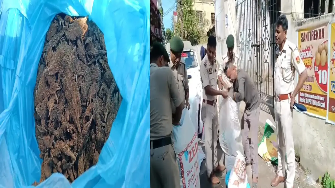 আগরতলা লেইক চৌহমুনী সংলগ্ন এলাকায় গাড়িটির মধ্যে তল্লাশি করে গাঁজা সহ একটি গাড়িকে আটক