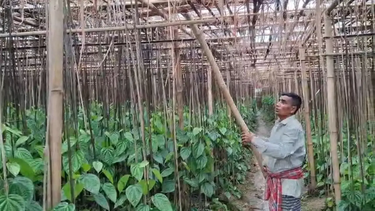 কালবৈশাখীর তাণ্ডবে বিধ্বস্ত সাব্রুমের পানবাগান, চাষিদের চোখে জল।