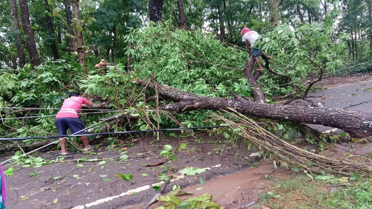 কালবৈশাখীর তাণ্ডবে বিপর্যস্ত  শিলা বৃষ্টি জোলাইবাড়ী, বাড়ি উপর গাছ পড়ে চাঞ্চল্য