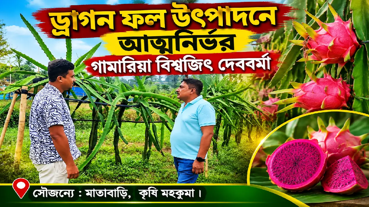 MIDH প্রকল্পে ড্রাগন ফল উৎপাদনে আত্মনির্ভর গামারিয়া বিশ্বজিৎ দেববর্মা ।‌ সৌজন্যে : মাতাবাড়ি,  কৃষি মহকুমা ।
