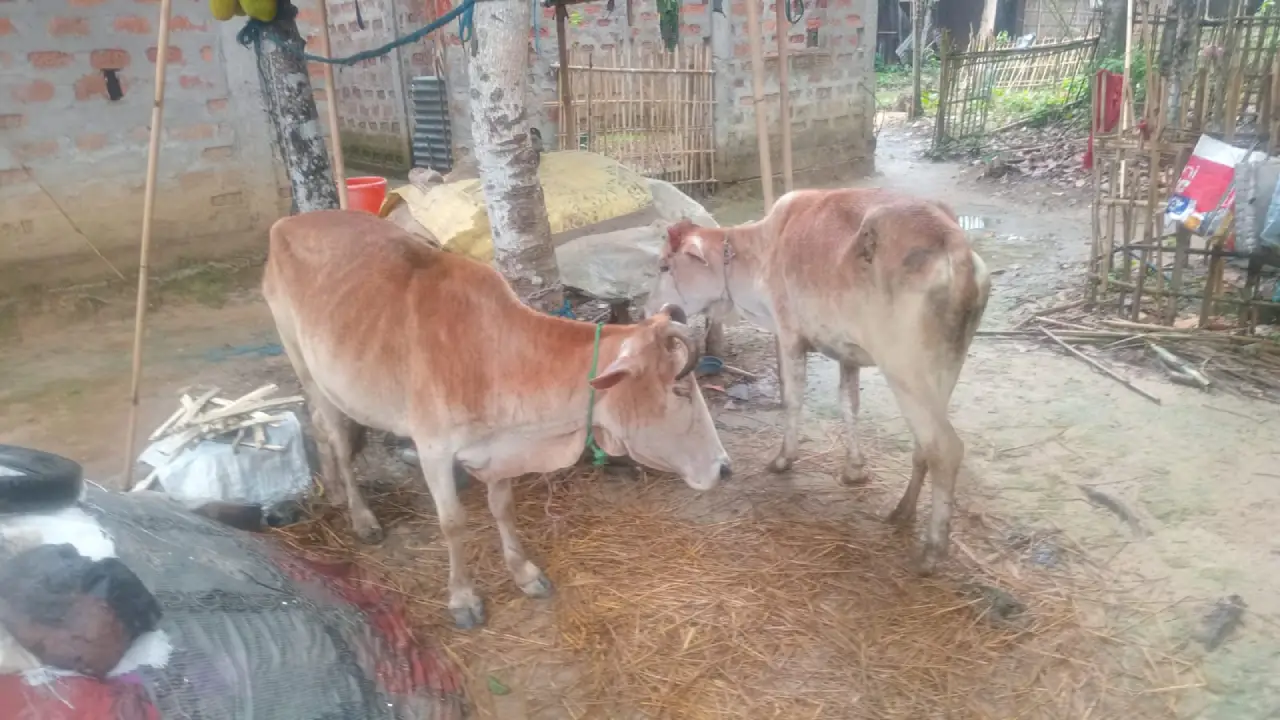 ছোট্ট অল্টো গাড়িতেই লুকিয়ে ছিল বড় অপরাধ! নিয়ন্ত্রণ হারিয়ে খাদে পড়তেই ফাঁস সব কীর্তি